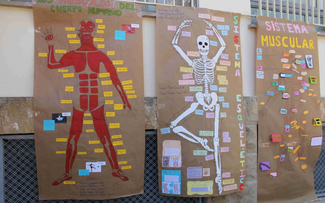 Proyecto “El aparato locomotor” 3º ESO